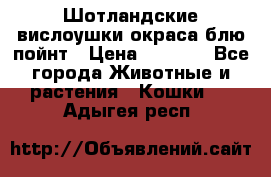 Шотландские вислоушки окраса блю пойнт › Цена ­ 4 000 - Все города Животные и растения » Кошки   . Адыгея респ.